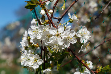 Spring cherry blossom