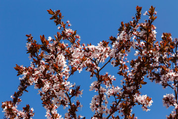 Flowering plum branches against a blue sky