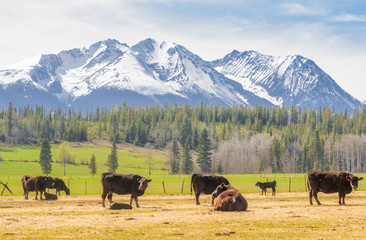 Fototapeta na wymiar Livestock in the Mountains 