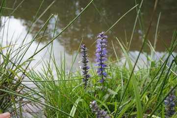 Ajuga reptans flower growing near the water