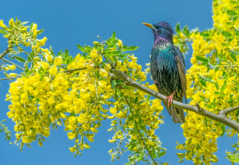 Starling with brilliant, iridescent plumage, perched in bright yellow laburnum flowers with blue sky background.  Facing left. Horizontal.  Space for copy..