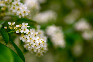 Bird cherry tree in blossom. Flowers bird cherry tree