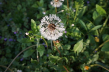 White dandelion on the meadow.