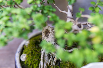 Bonsai in the garden of a cafe