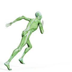 alien muscle maps on white background