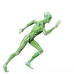 alien muscle maps on white background