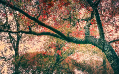 autumn leaves tree trunk sky