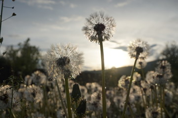 Fototapeta na wymiar Dandelions in a meadow in the mountains. Behind the mountain the sun sets.