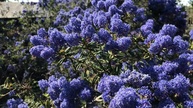 Large Californian lilac in bloom