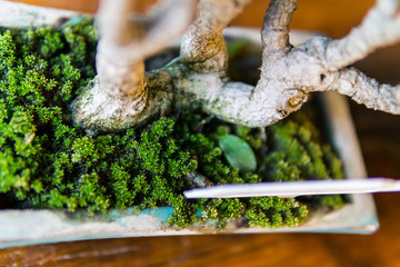 Bonsai in the garden of a cafe