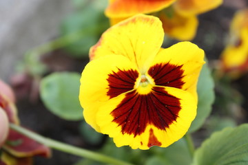 view of the yellow-red flower in the Park.