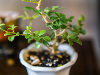 Bonsai in the garden of a cafe