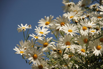 beautiful daisy flower lookig up to the sun on blue sky background. place for text