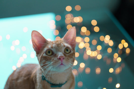 yellow cat lights boket