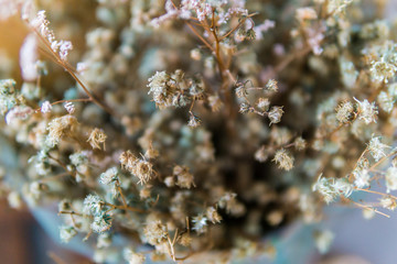Dried flowers, but still beautiful.