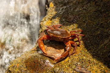 Crab on a rock