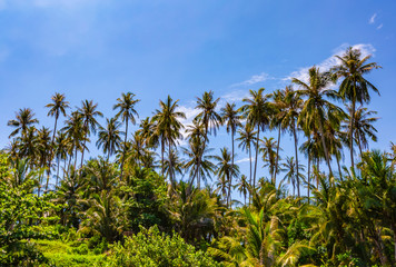 Coconut tree and blue sky