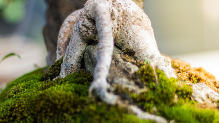 Bonsai in the garden of a cafe