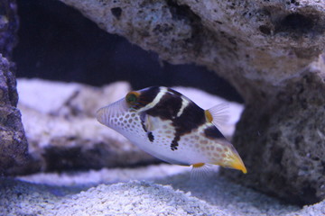 Puffer fish