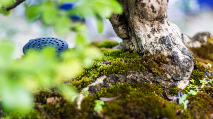 Bonsai in the garden of a cafe