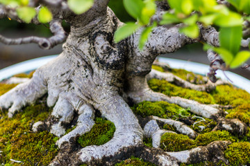 Bonsai in the garden of a cafe