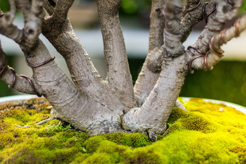 Fototapeta na wymiar Bonsai in the garden of a cafe