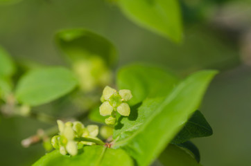 ニシキギの花