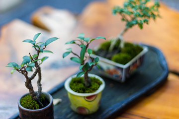 Bonsai in the garden of a cafe