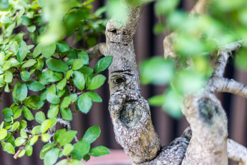 Bonsai in the garden of a cafe
