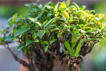 Bonsai in the garden of a cafe