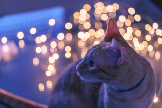 yellow cat boket