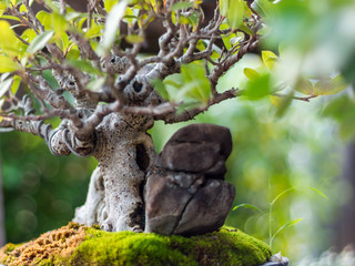Bonsai in the garden of a cafe
