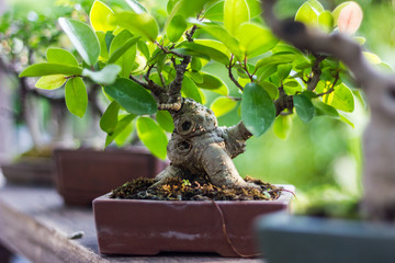 Bonsai in the garden of a cafe
