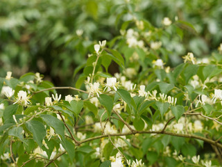 Lonicera japonica -  Chèvrefeuille du Japon ou chèvrefeuille de Chine