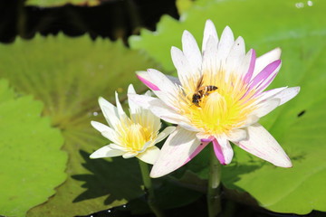 water lily in pond