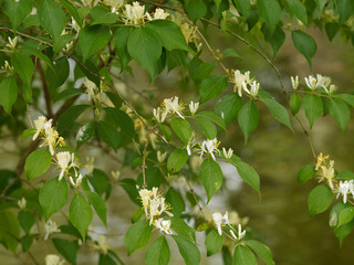 Lonicera japonica -  Chèvrefeuille du Japon ou chèvrefeuille de Chine