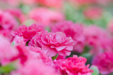 ピンク色のカーネーション