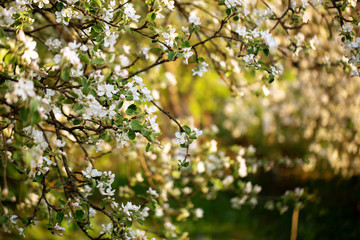 Spring background. Apple tree blooming in garden