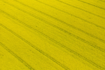 Aerial view rapeseed blooming. Yellow fields from above. Photo captured with drone.