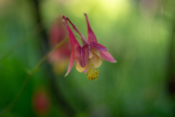 Columbine flowers in the Spring