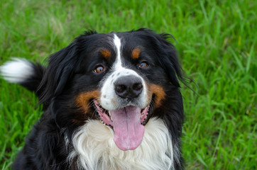 adult male bernese mountain dog on the fresh green grass background. dog smile