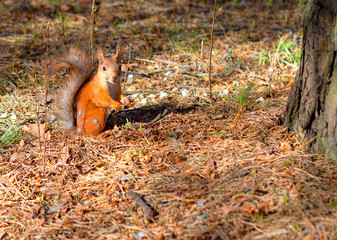 red squirrel
