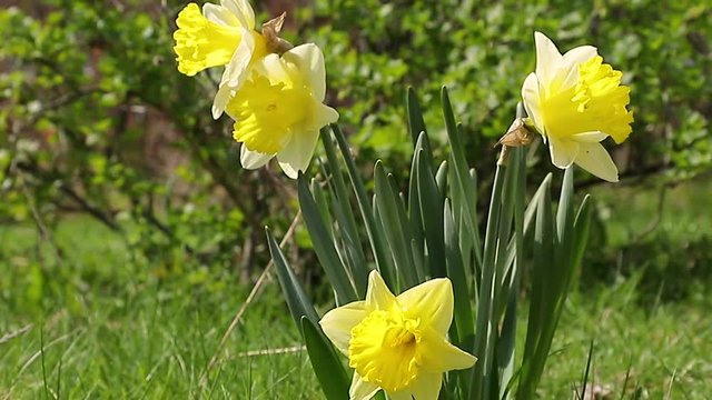 Flowers daffodils in the garden swaying in the wind close-up