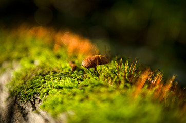 moss on tree