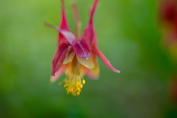 Columbine flowers in the Spring