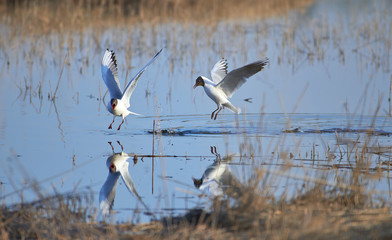 Two cheerful black headed gulls performing mating rituals above water on April evening in Espoo, Finland