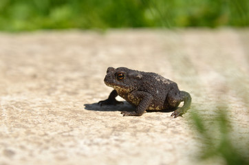 frog in the grass