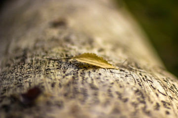 fly on leaf