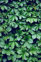 beautiful floral background