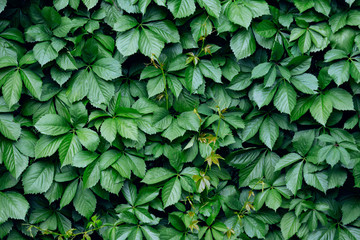 beautiful floral background